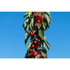 Stĺpovitá višňa (Prunus cerasus) ´JACHIM´ - výška 100-150 cm, voľnokorenná